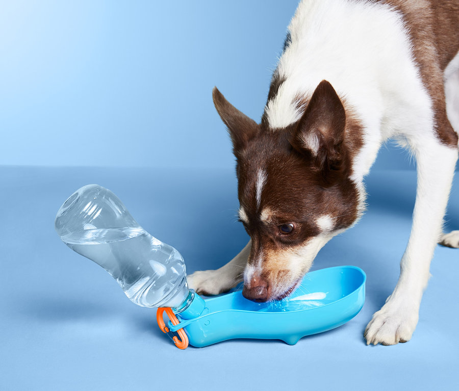 Chien buvant dans une gourde pour chien « à emporter ».