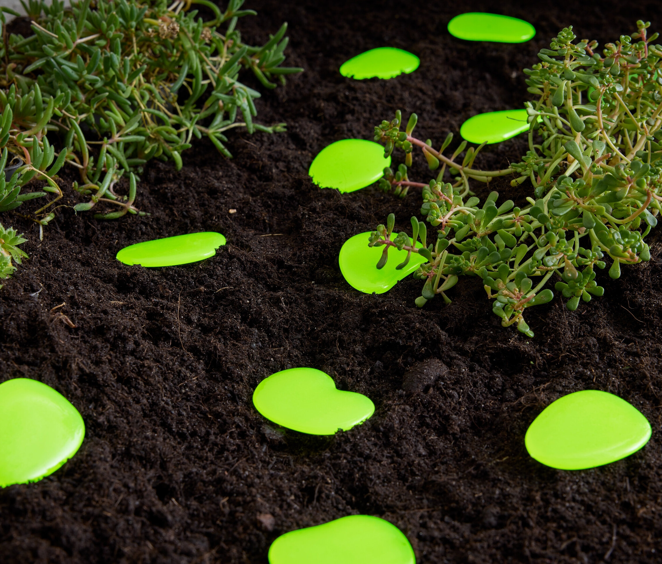 Des cailloux lumineux verts sont posés sur de la terre à côté de plantes.