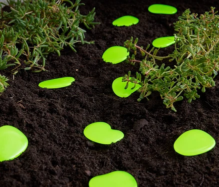 Des cailloux lumineux verts sont posés sur de la terre à côté de plantes.
