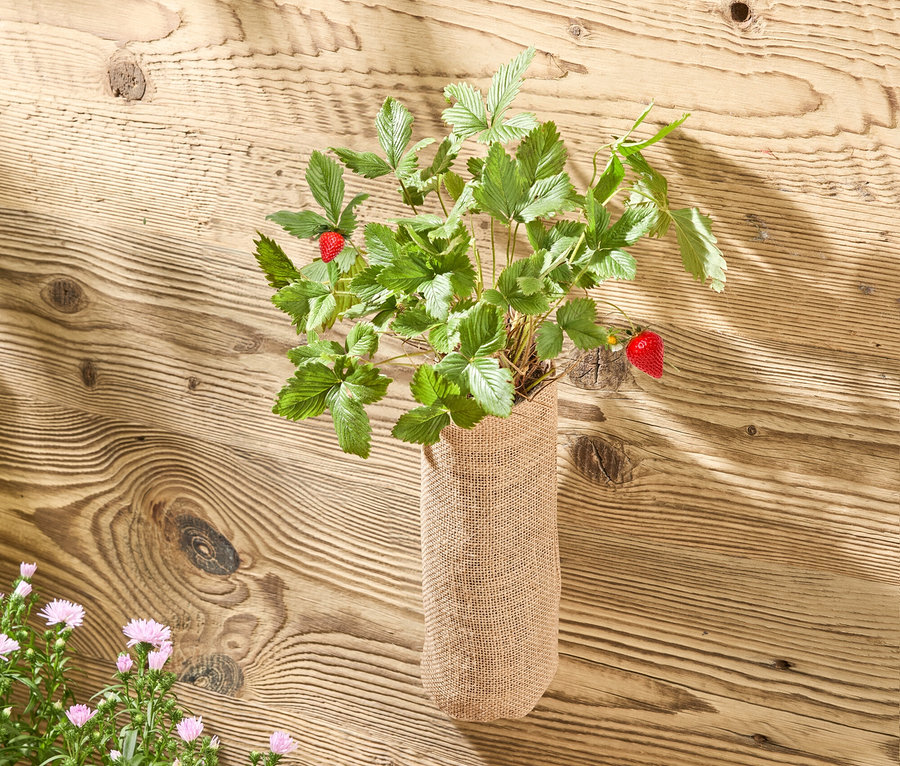 Un fraisier avec deux fraises rouges dans un sac de jute devant un mur en bois. En bas à gauche, des asters en fleurs dans une caisse en bois et des bottes en caoutchouc jaunes.