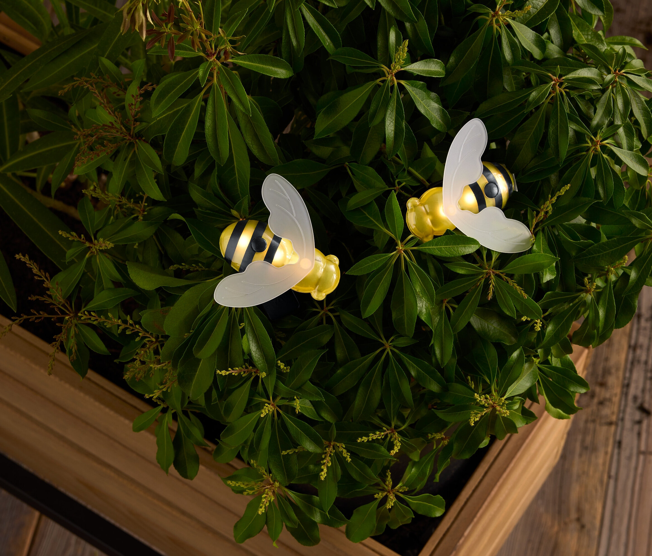 Deux abeilles jaunes et noires à rayures avec des ailes translucides au milieu de feuilles vertes dans une boîte en bois.