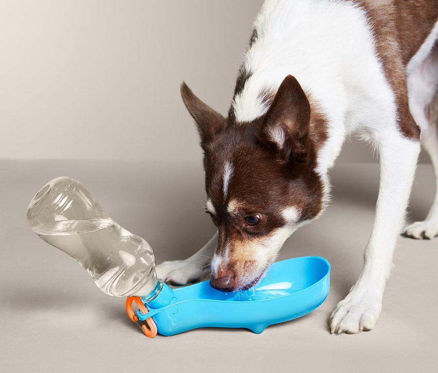 Chien buvant dans une gourde pour chien « à emporter ».