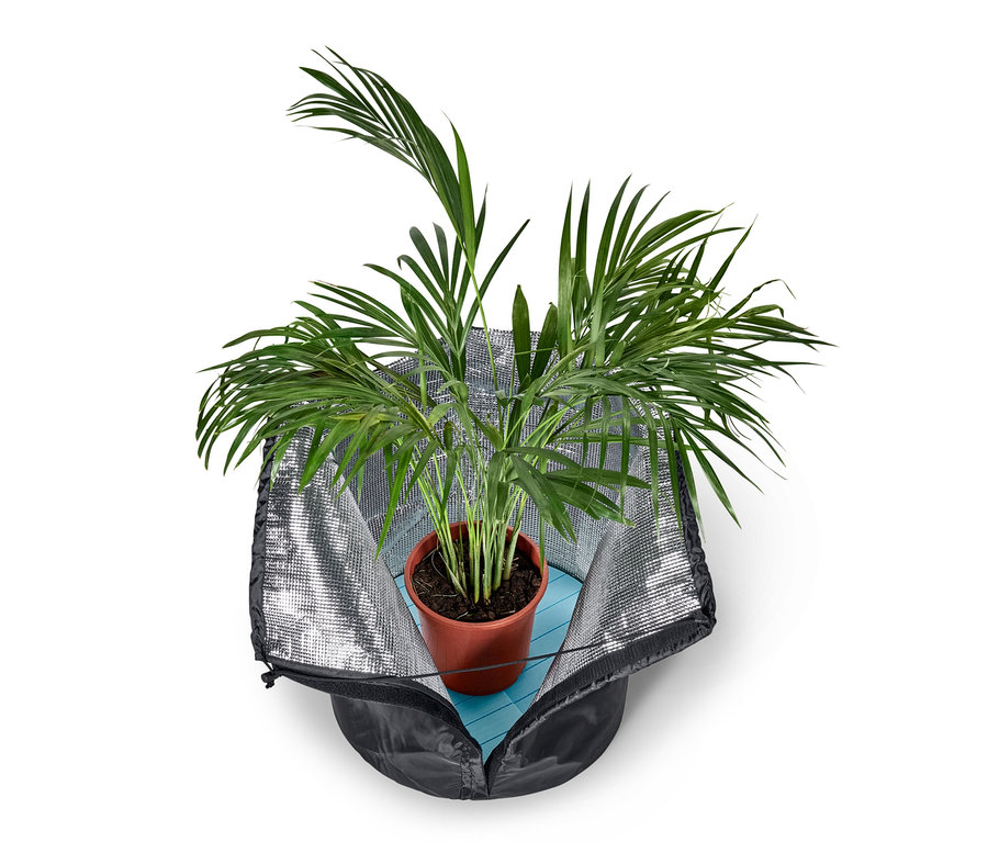 Un palmier vert dans un pot marron est placé dans un sac isotherme sur un tapis bleu.
