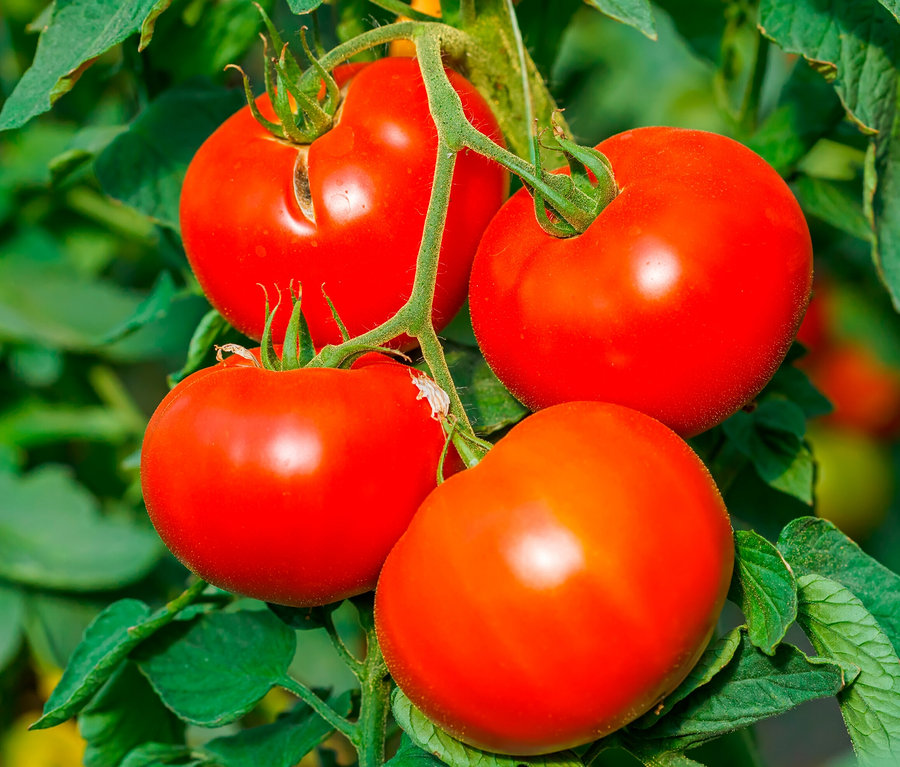 Quatre tomates rouges sur une tige avec mini-jardin dans une pochette en papier, tomates.
