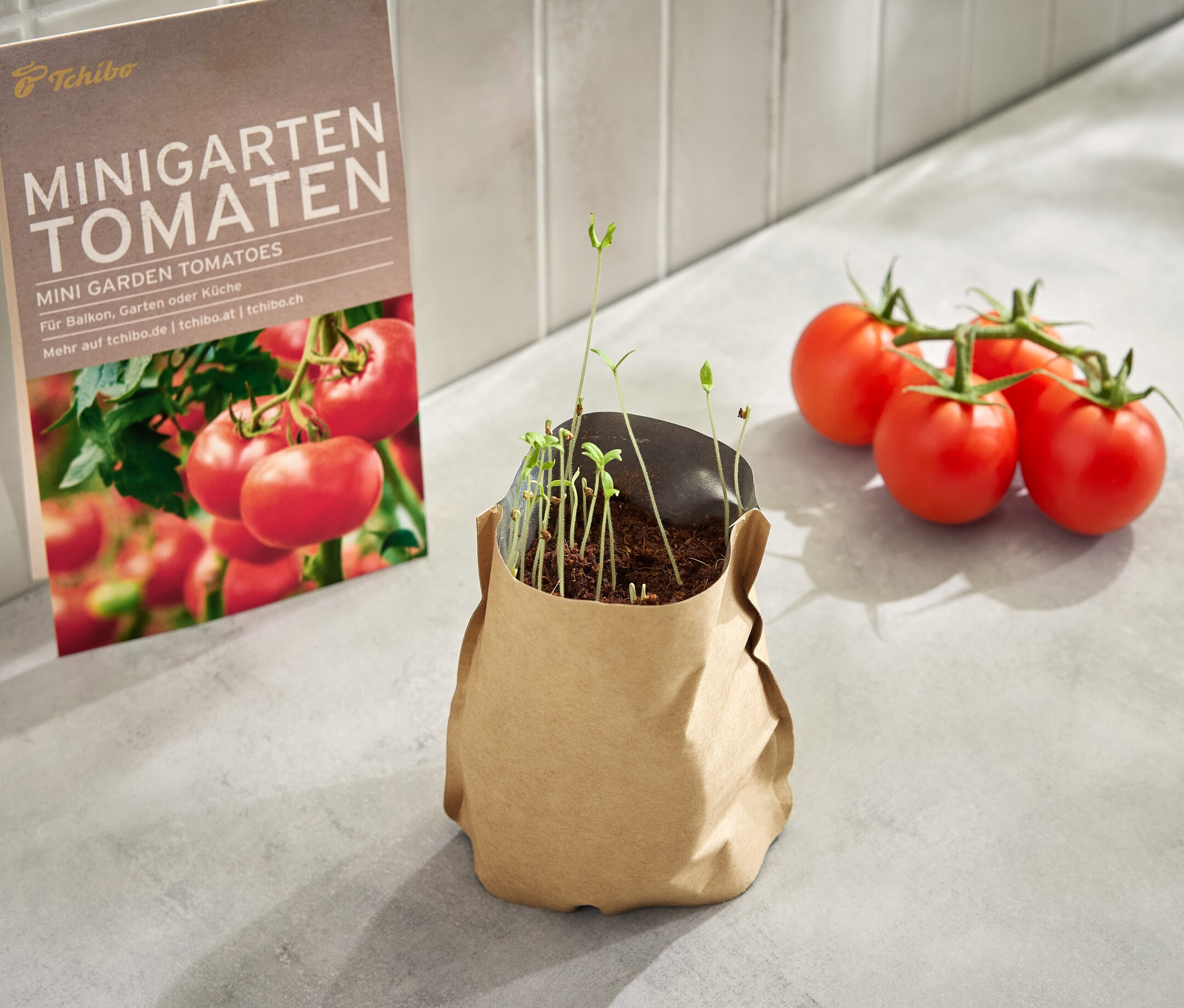 Mini-jardin dans une pochette en papier, tomates, avec de jeunes plants, à côté se trouvent quatre tomates.