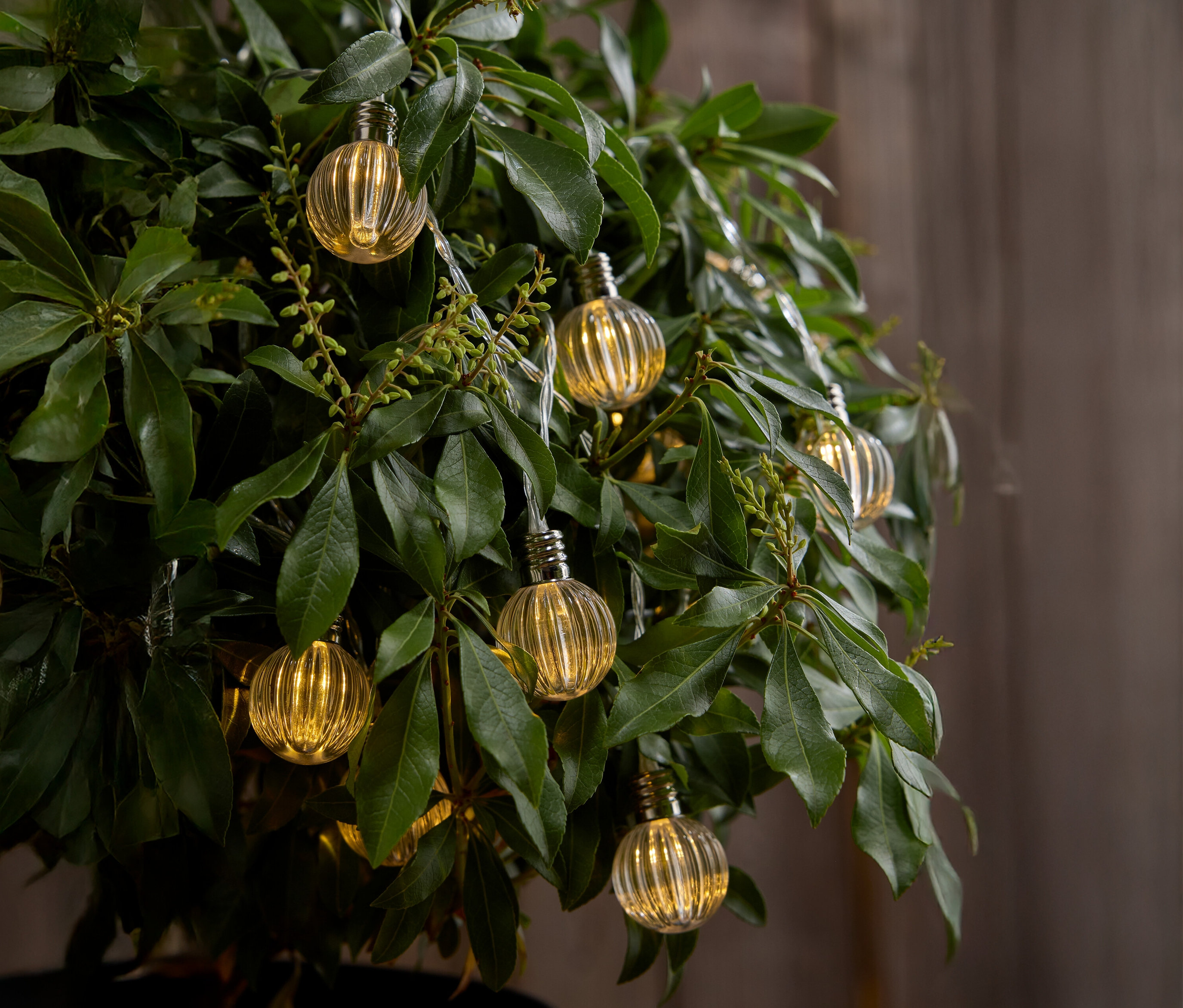 Gros plan d'un arbre avec de petites ampoules jaunes suspendues entre les feuilles.