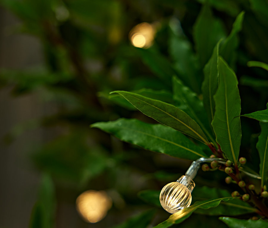 Gros plan d'une guirlande lumineuse avec des globes sur une plante à feuilles.