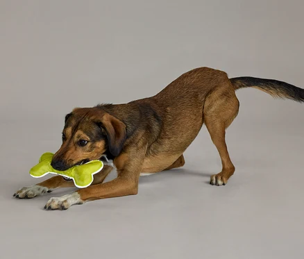 Un chien marron en position de jeu, les pattes avant étendues et le corps baissé, tient un jouet en forme d'os vert citron dans sa gueule.