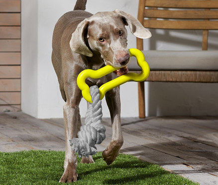 Chien portant un jouet pour chien.