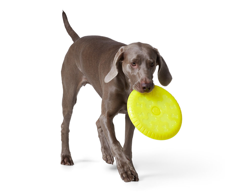 Un Braque de Weimar gris porte un disque à lancer jaune pour chien dans sa gueule.