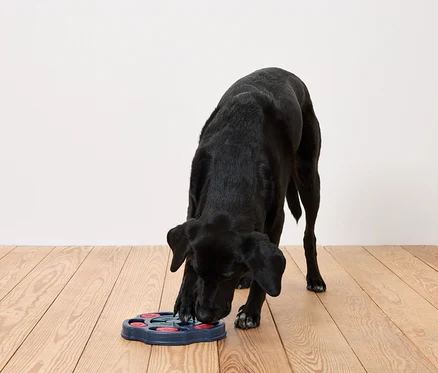 Un chien noir essaie d'attraper de la nourriture dans un jouet interactif pour chien.