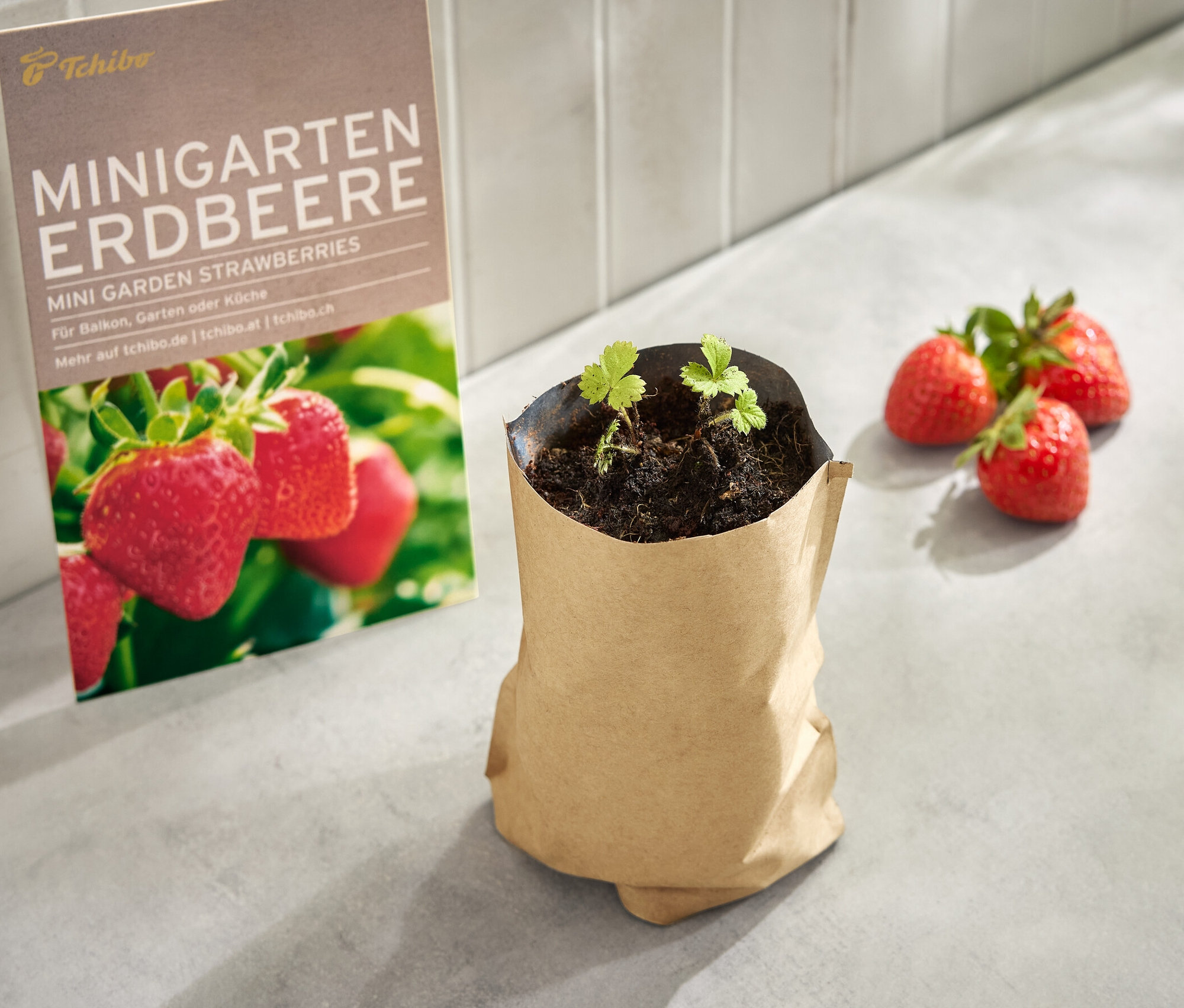 Mini-jardin dans une pochette en papier avec des fraises et une image de fraises.