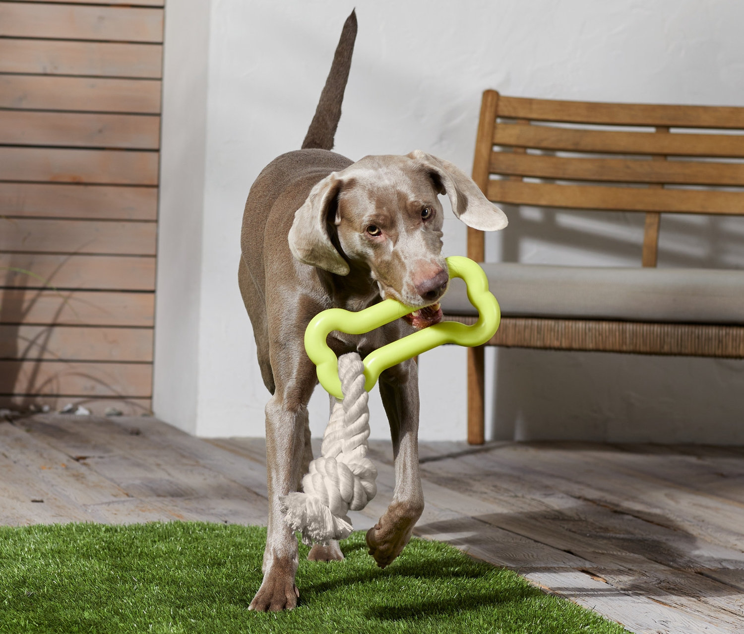 Un Braque de Weimar transporte un jouet pour chien vert dans sa gueule.