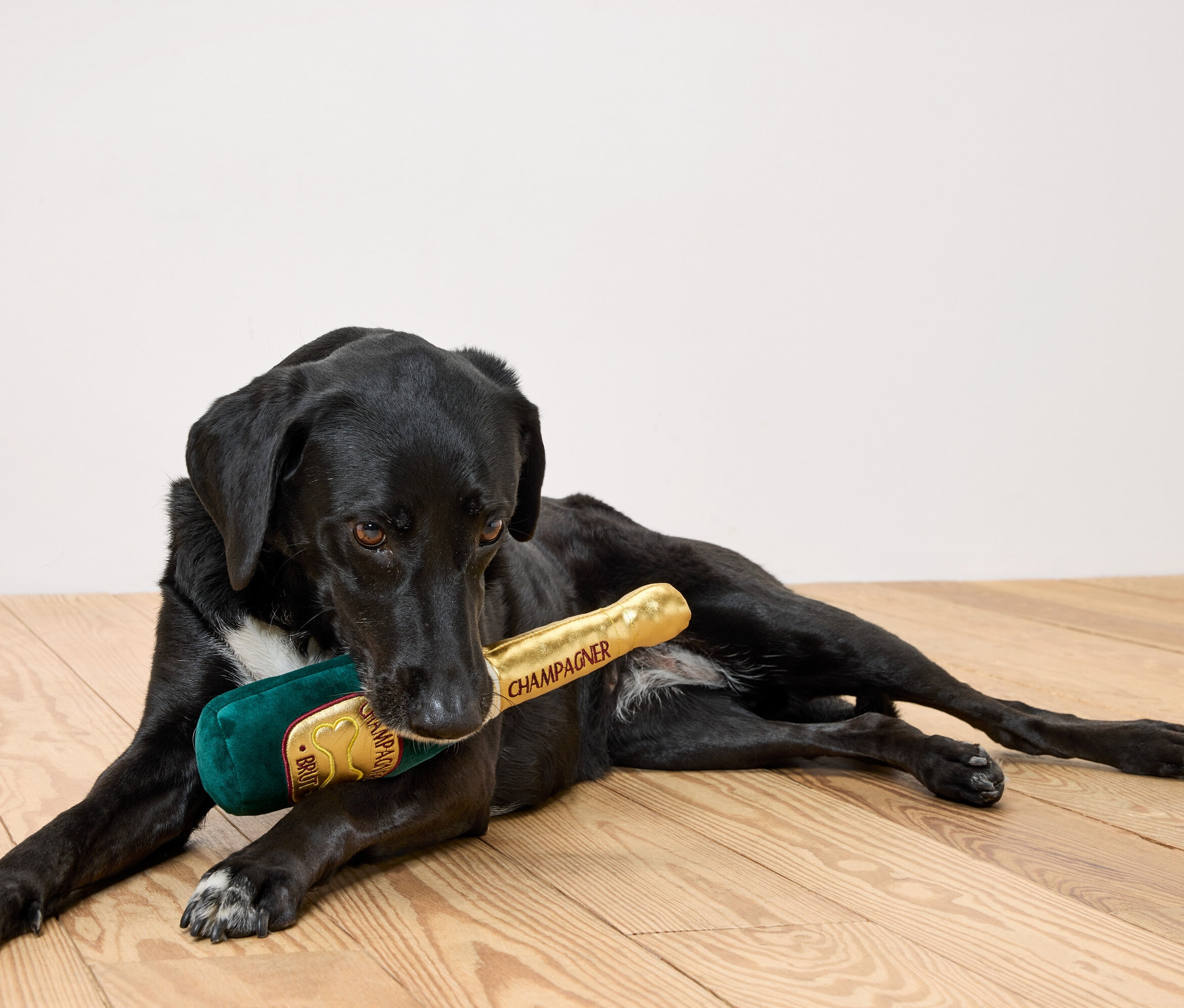 Un chien noir est allongé sur un plancher en bois et tient une bouteille de champagne en peluche dans sa gueule.