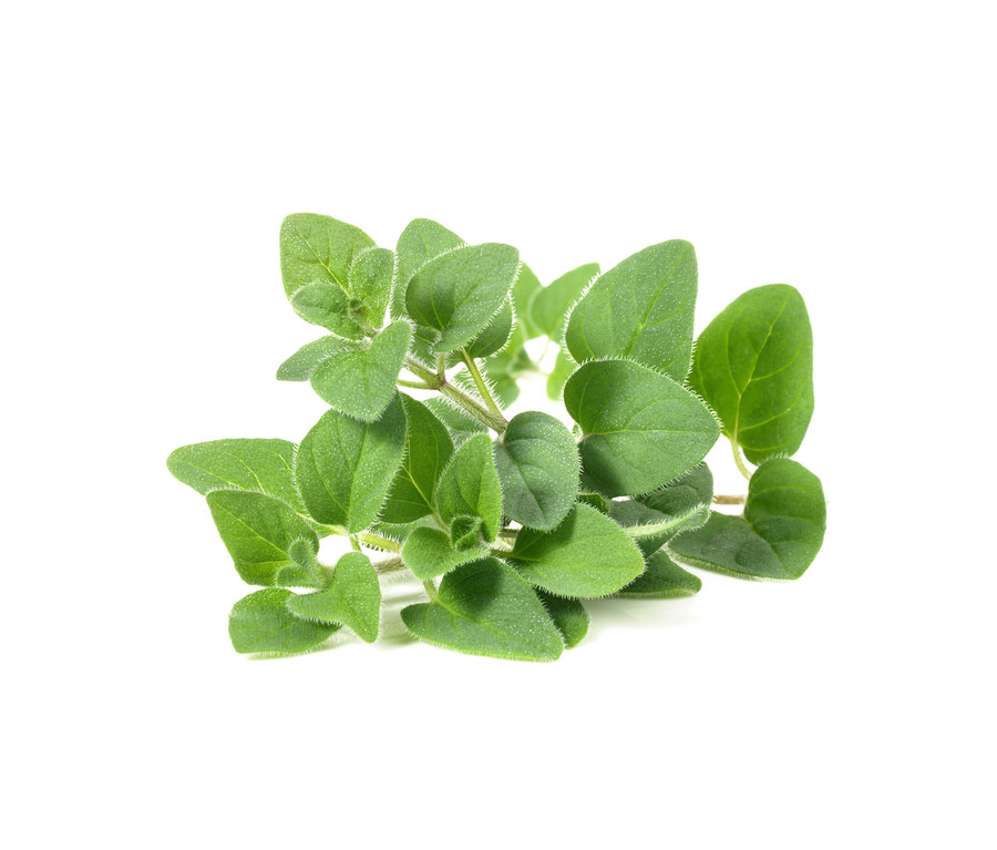Gros plan d'une tige d'origan avec des feuilles ovales vertes sur un fond blanc.