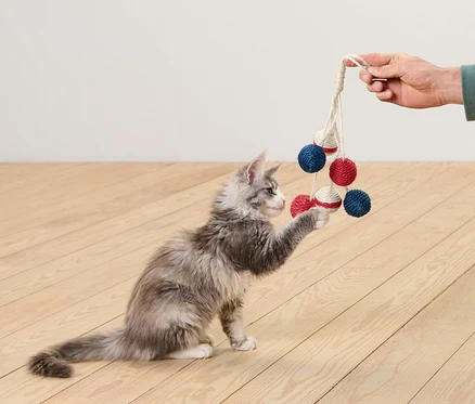 Un chaton joue avec un jouet pour chat « hochet » tenu par une main.