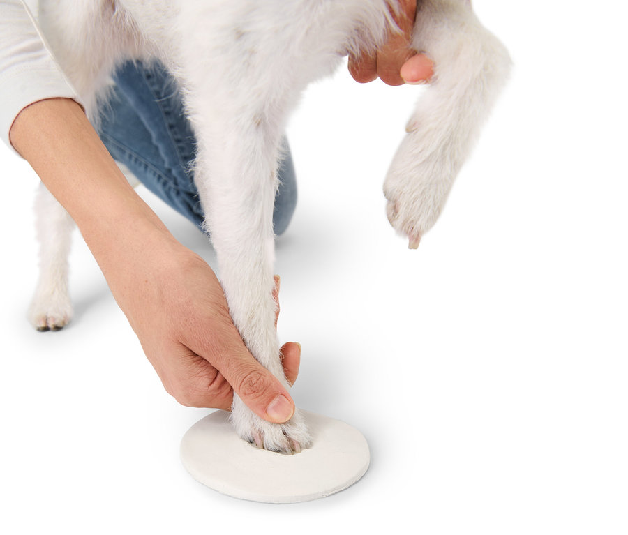 Une personne tient la patte d'un chien blanc au-dessus d'un support blanc.