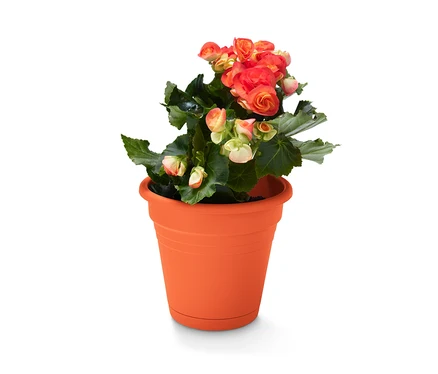 Pot de fleurs orange avec des fleurs rouge et jaune.