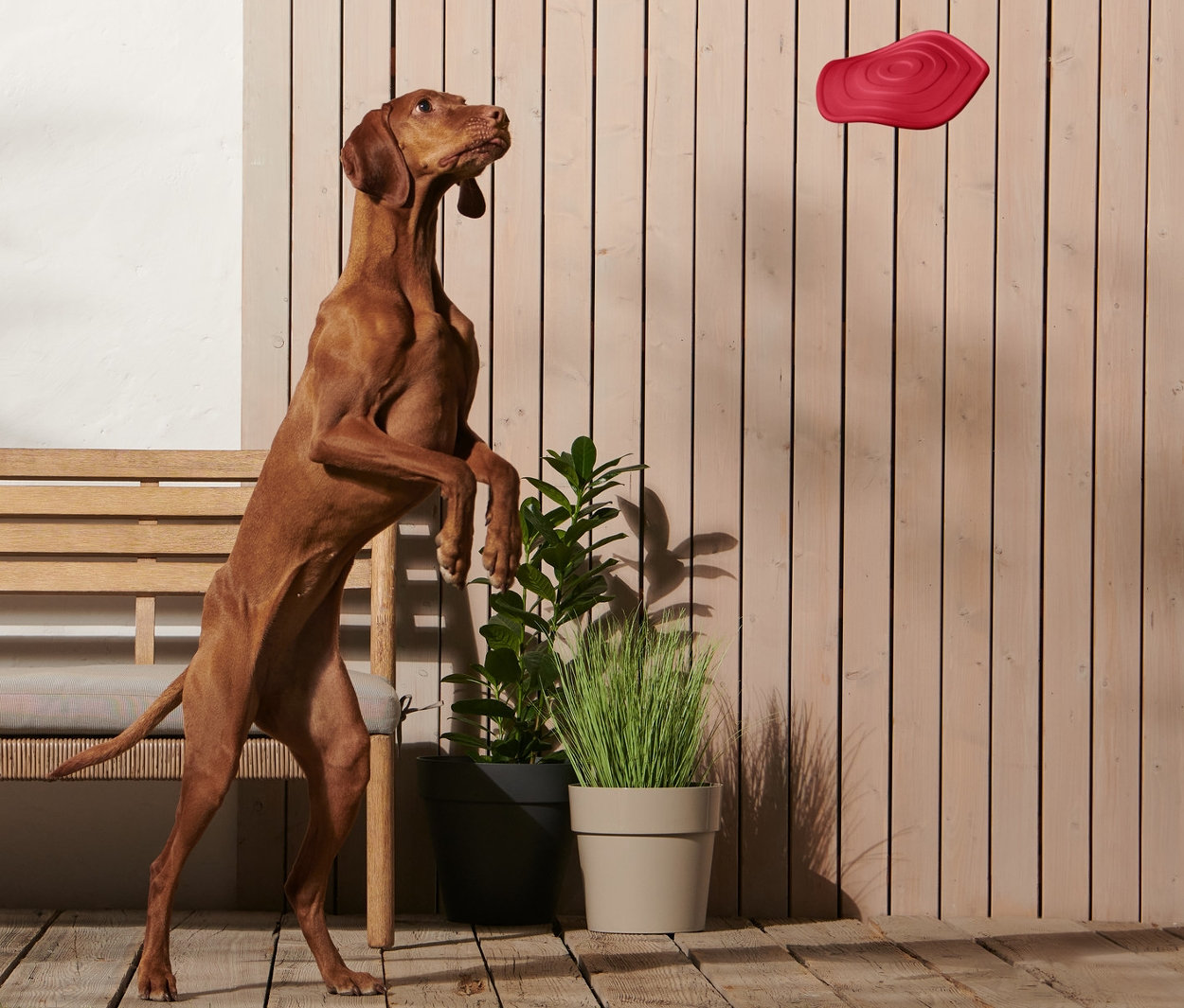 Un chien marron se tient sur ses pattes arrière pour attraper un disque à lancer pour chien.