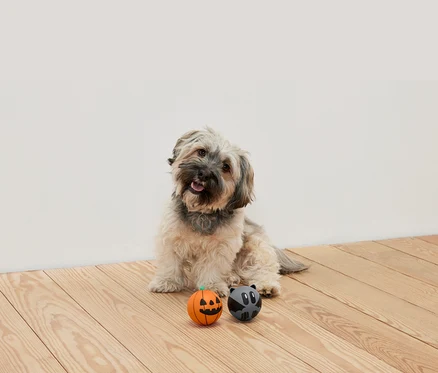 Sur un plancher en bois, un chien hirsute est assis, deux balles sont posées devant lui : une balle orange avec un visage de citrouille et une balle grise avec un visage de raton laveur.
