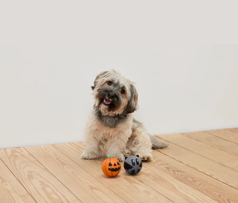 Sur un plancher en bois, un chien hirsute est assis, deux balles sont posées devant lui : une balle orange avec un visage de citrouille et une balle grise avec un visage de raton laveur.
