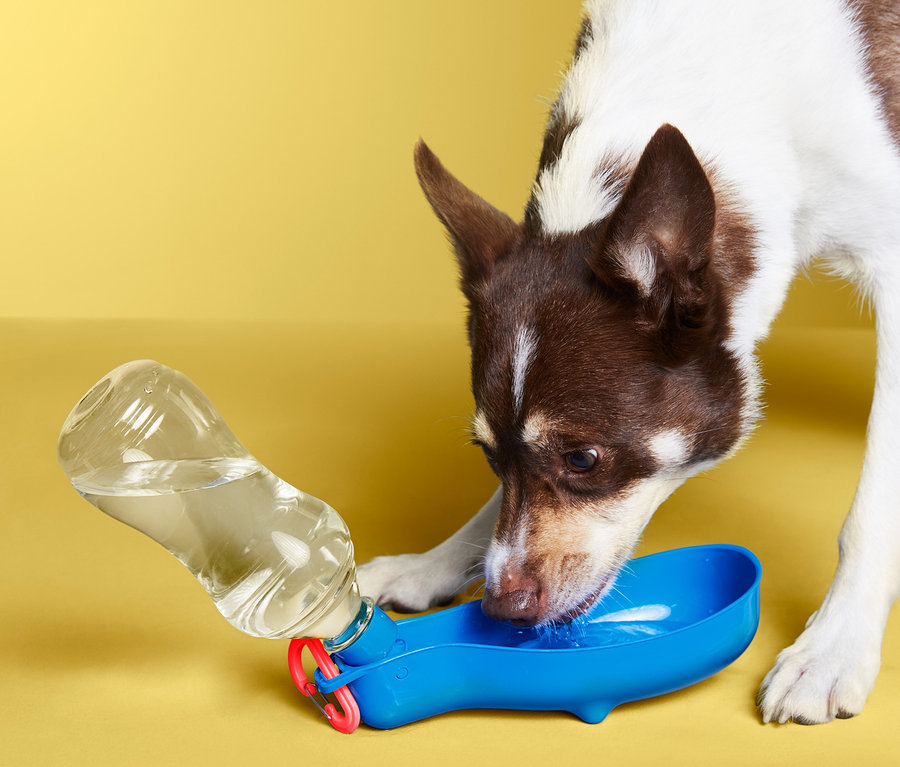 Chien buvant dans une gourde pour chien « à emporter ».