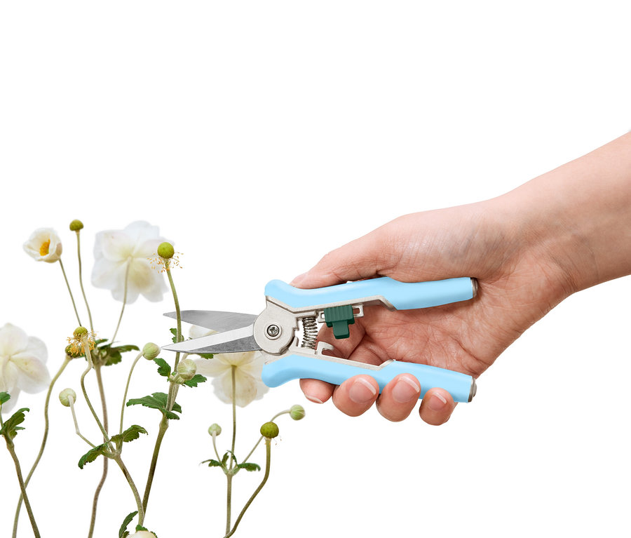 Une main coupe une fleur blanche avec un sécateur bleu clair.