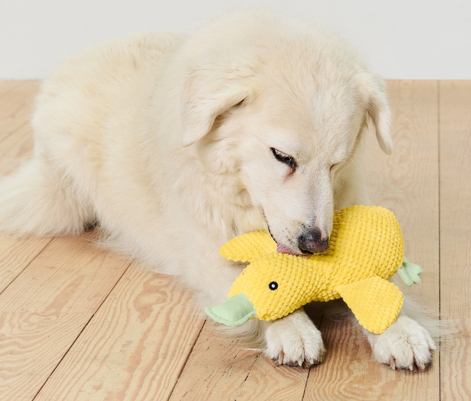 Un chien blanc est allongé sur un plancher en bois et mord un jouet en peluche pour chien « canard ».