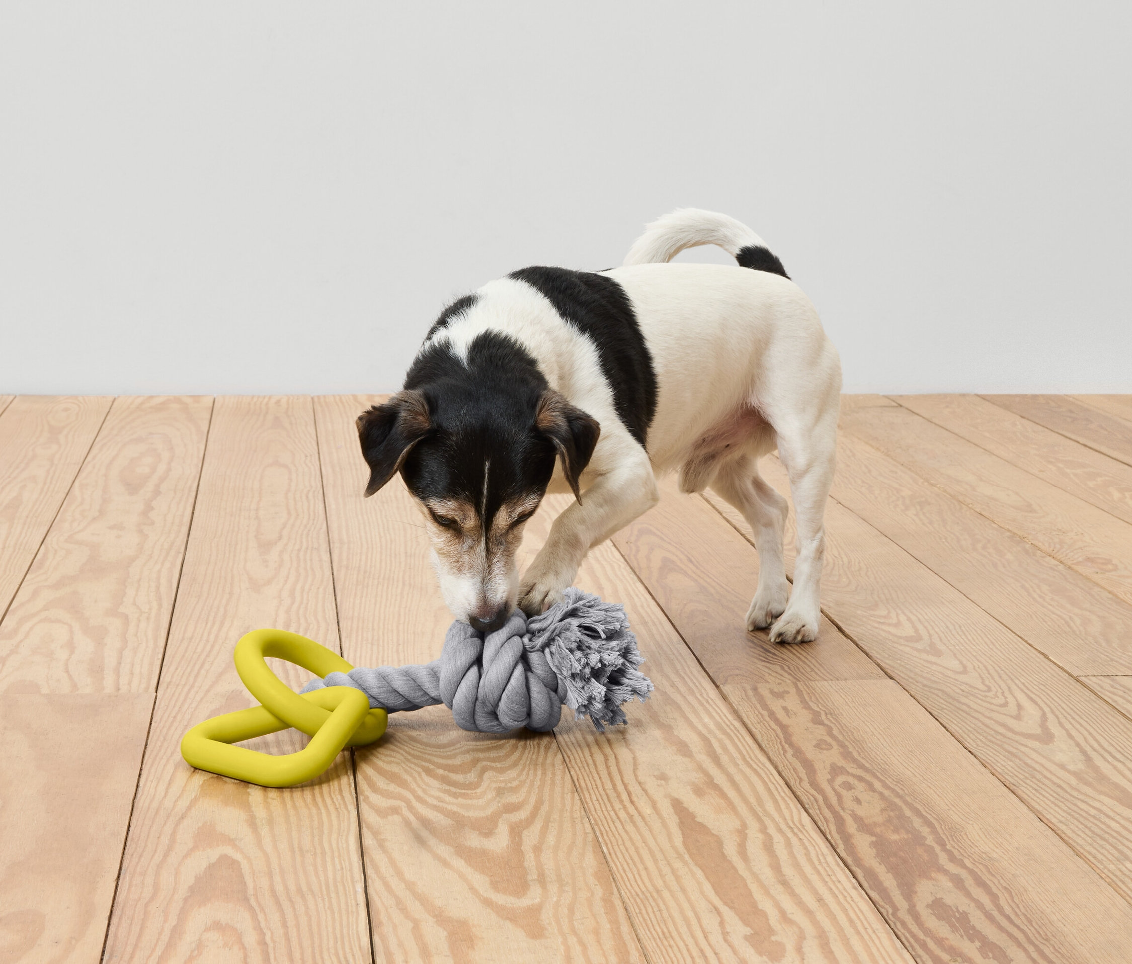Un chien joue avec un jouet sur un plancher en bois.
