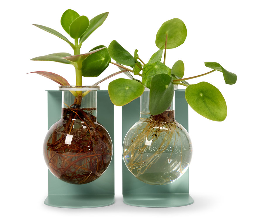 Deux plantes dans des flacons en verre sur des socles bleu clair.