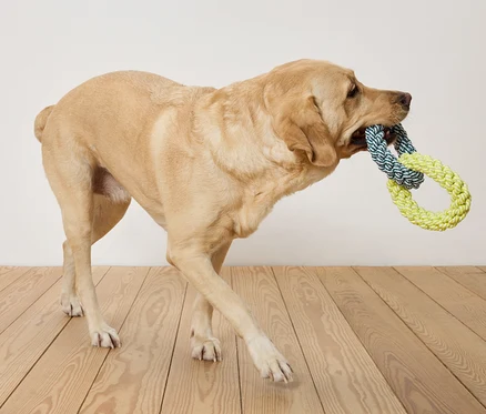 Un labrador beige porte un jouet en corde bleu et jaune dans sa gueule et marche sur un plancher en bois devant un mur blanc.