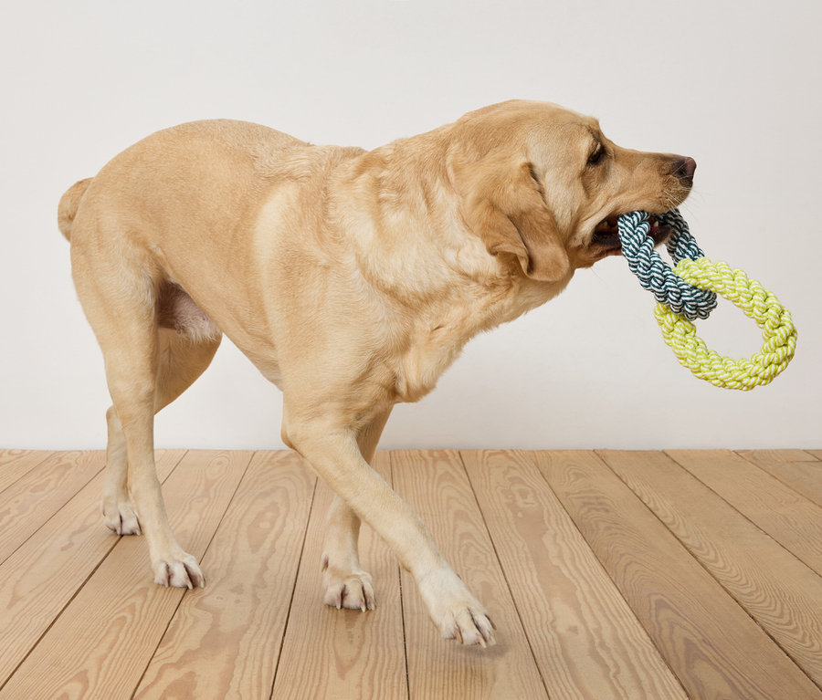 Un labrador beige porte un jouet en corde bleu et jaune dans sa gueule et marche sur un plancher en bois devant un mur blanc.