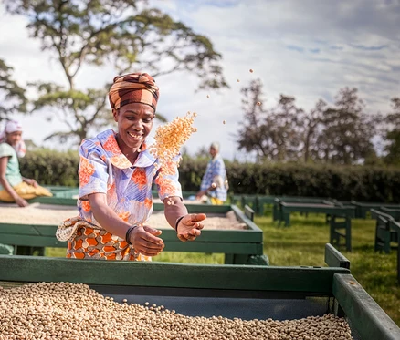 Une femme souriante coiffée d'un foulard jette des grains de café sur un lit de séchage, avec d'autres travailleurs en arrière-plan.
