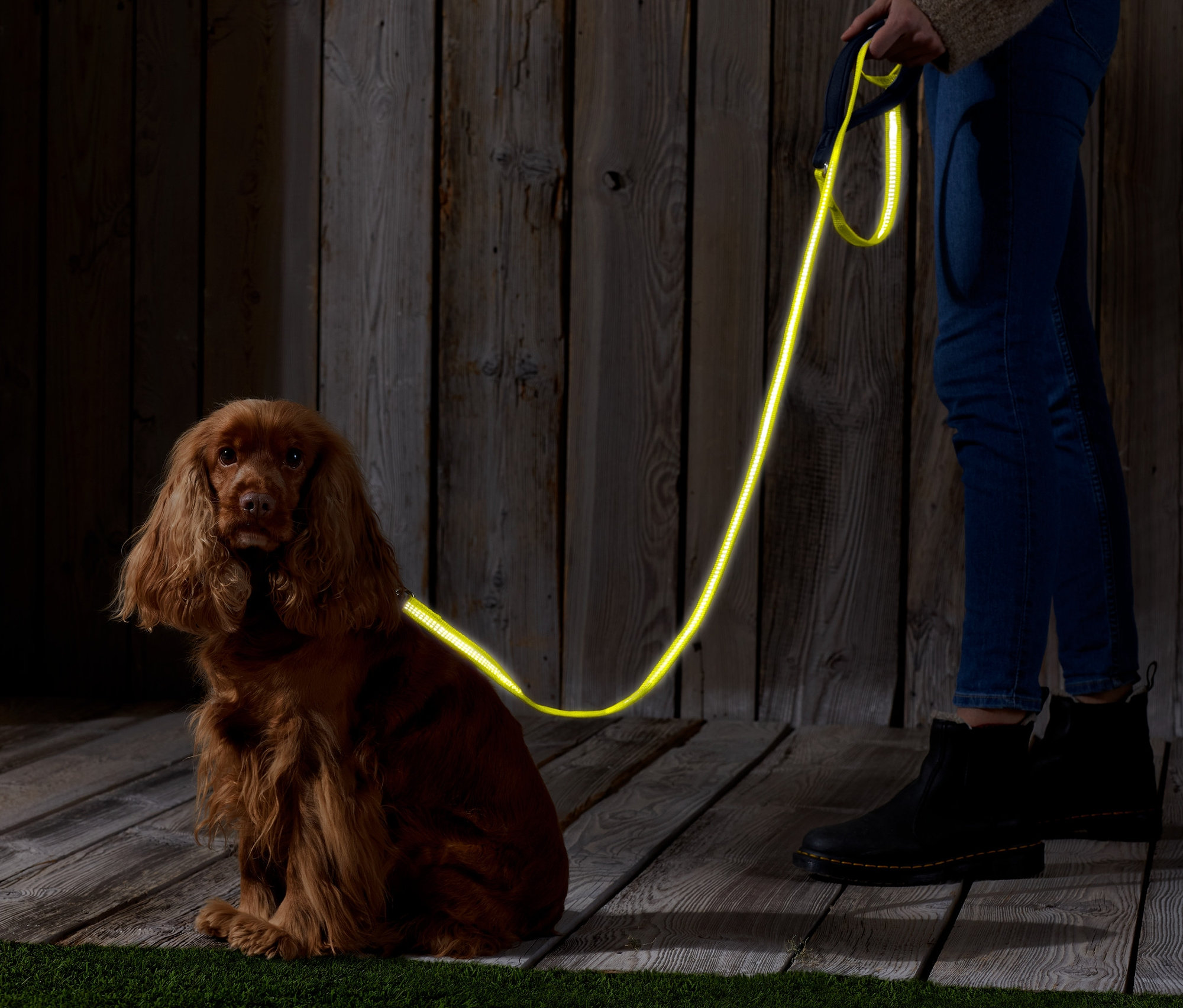 Un Cocker Spaniel marron est assis à côté d'une personne tenant une laisse pour chien avec réflecteurs.