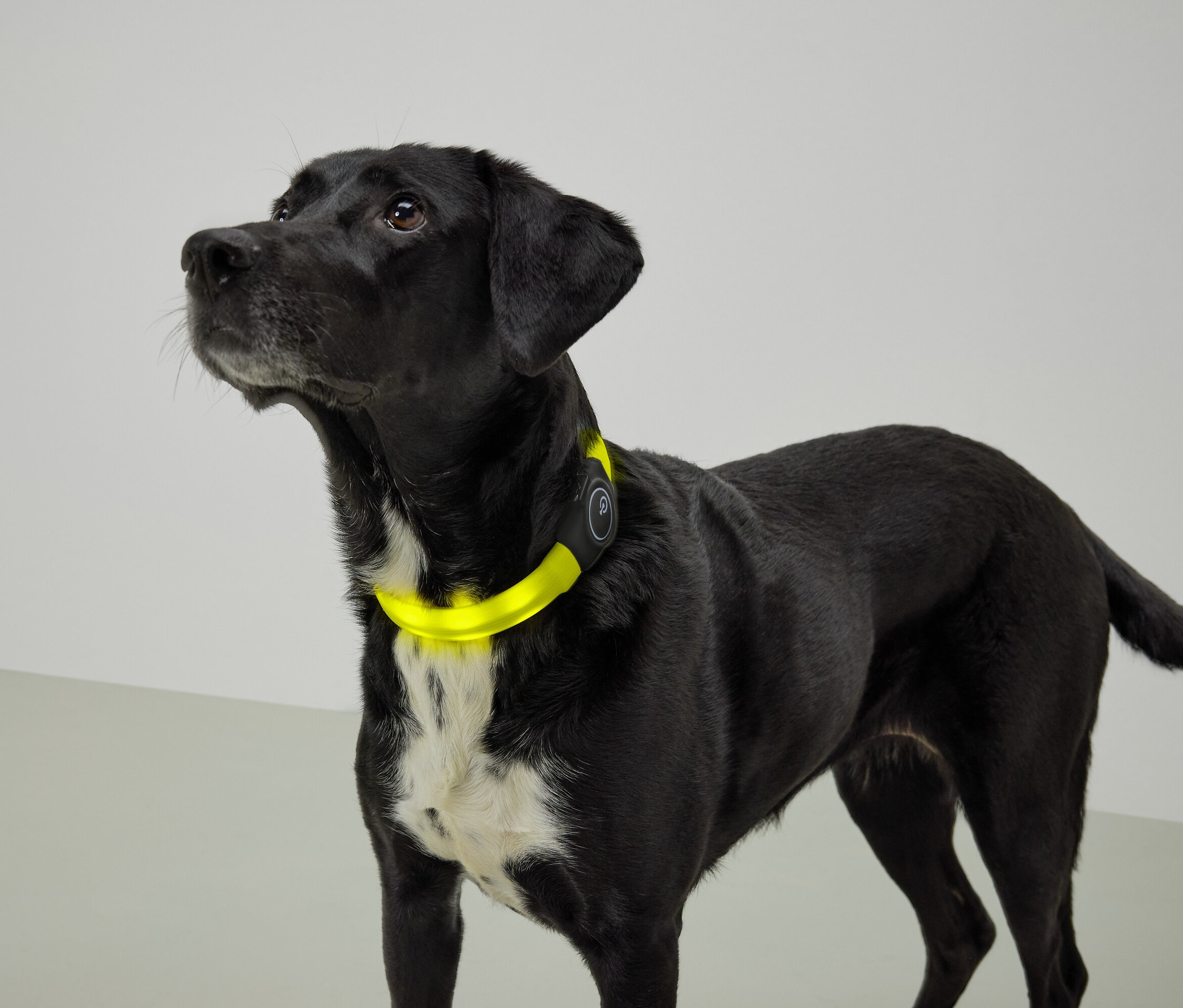 Chien noir avec une poitrine blanche et un collier jaune regardant vers le haut.