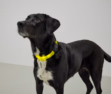 Chien noir avec une poitrine blanche et un collier jaune regardant vers le haut.
