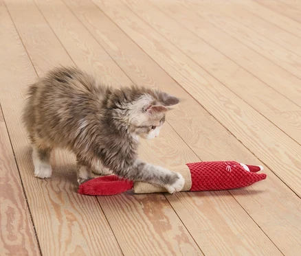 Un chaton joue avec un rouleau de jeu pour chat rouge.