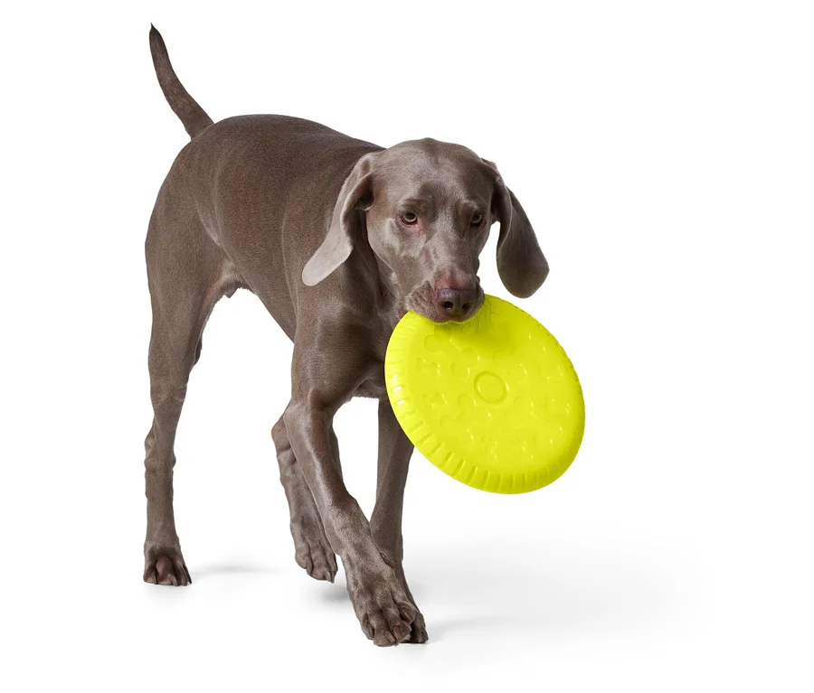 Un braque de Weimar gris porte un frisbee jaune dans sa gueule.