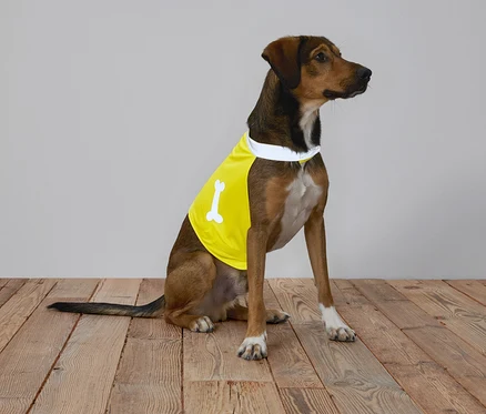Un chien marron avec un t-shirt jaune avec un os est assis sur un plancher en bois devant un fond gris.