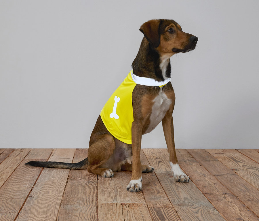 Un chien marron avec un t-shirt jaune avec un os est assis sur un plancher en bois devant un fond gris.