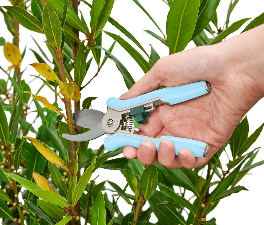 Une main utilise un sécateur bleu clair pour couper une pousse d'un laurier.