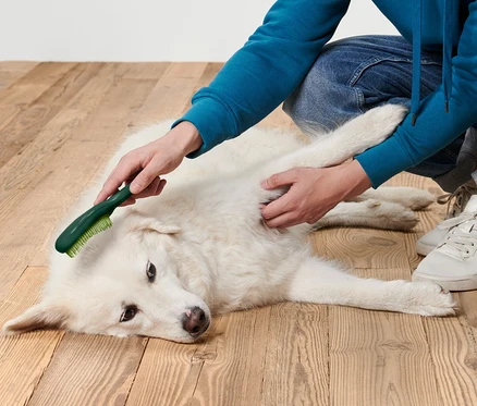 Un homme brosse avec une Brosse pour animaux un chien blanc allongé sur un plancher en bois.