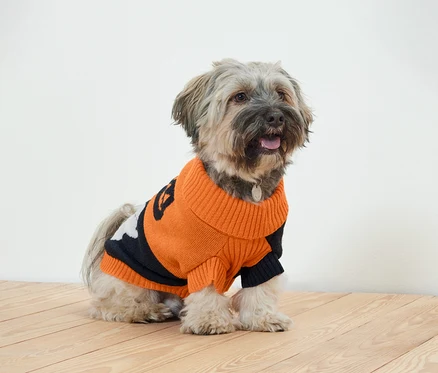 Un chien de taille moyenne est assis sur un plancher de bois et porte un pull orange et noir.