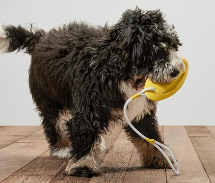 Un chien noir tient un jouet à jeter aquatique jaune pour chien dans sa gueule.