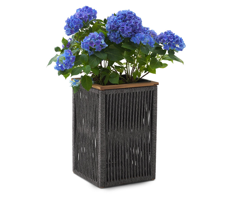Hortensia fleurissant en bleu dans un grand pot de fleurs foncé.