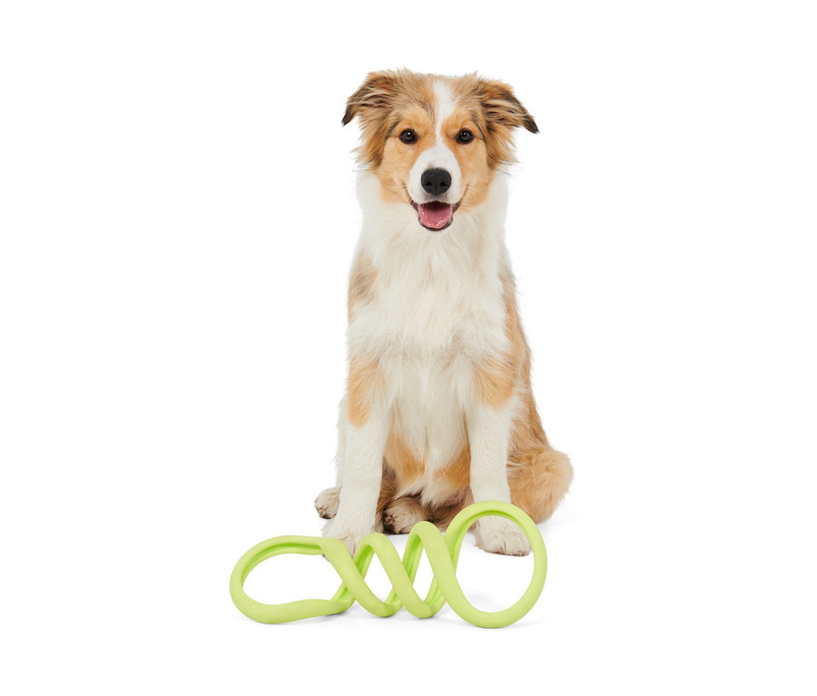 Chien assis avec un jouet de traction pour chien.