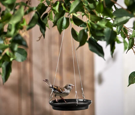 Moineau perché dans un abreuvoir pour oiseaux en céramique suspendu à un arbre.
