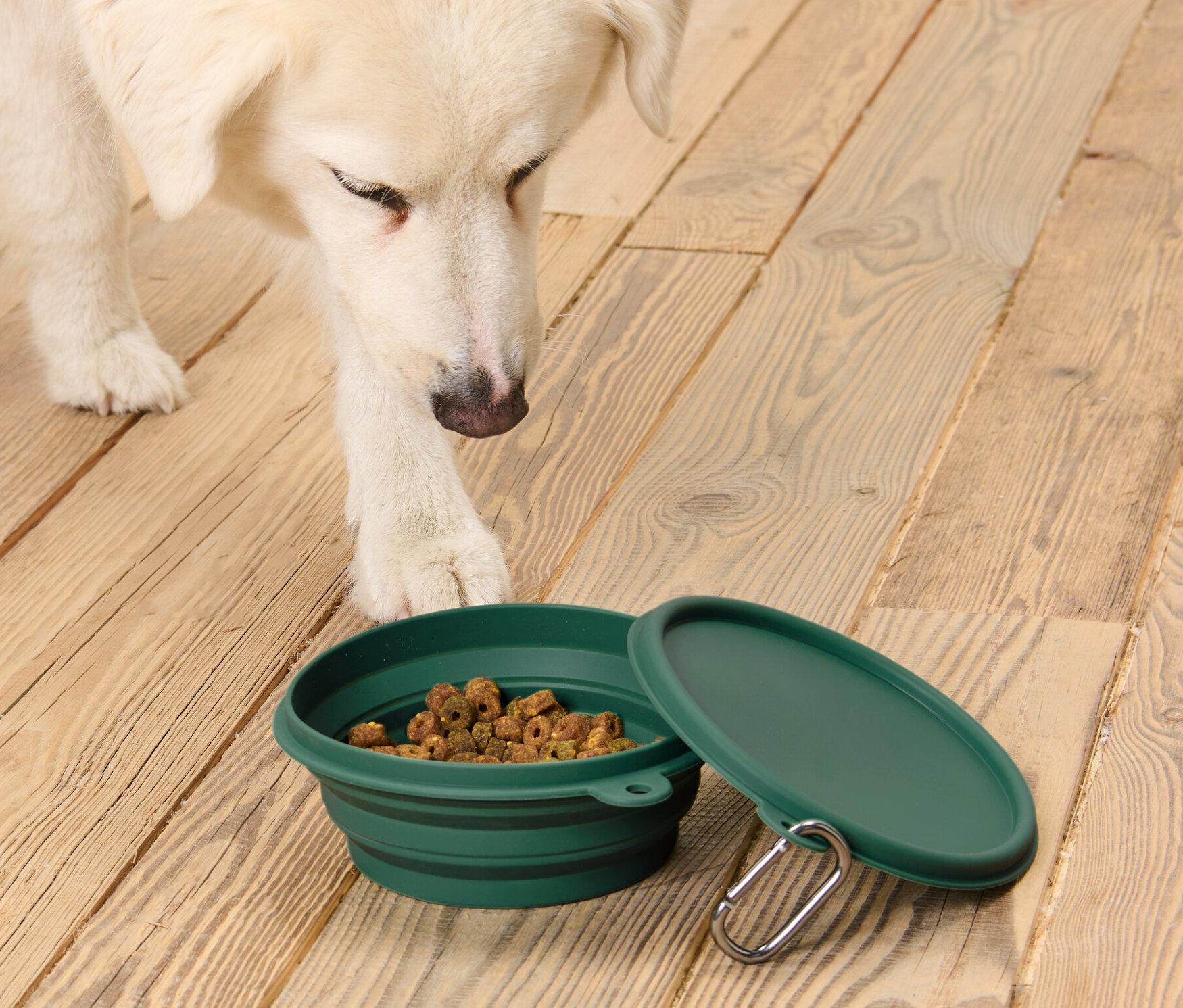 Un chien blanc regarde une gamelle repliable verte remplie de nourriture, avec un couvercle à côté sur un plancher en bois.