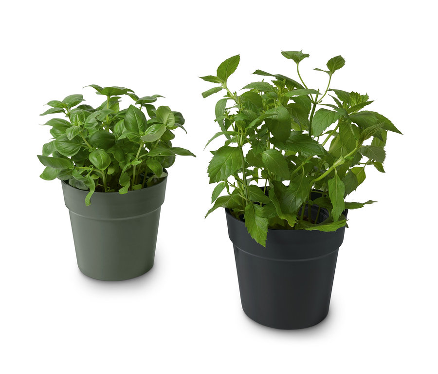 Deux cache-pots pour herbes, un vert olive, un noir, tous deux avec des herbes.