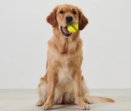 Golden retriever assis tenant une balle jaune, Lanceur de balles, dans sa gueule.